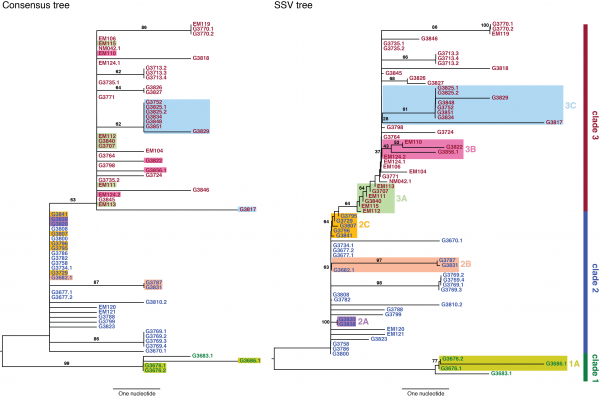 The left panel shows a neighbor-joining tree constructed using the consensus sequence for each sample. The right panel shows a neighbor-joining tree constructed from incorporating SSVs and distances computed using Nei’s standard method. Specific differences between the two are highlighted and assigned cluster names within their respective clade.