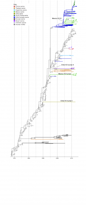 Time-scaled Bayesian MCC tree inferred for the HA (H3) sequences of 491 viruses, including 21 viruses sequenced for this study from swine in Mexico, 2 viruses sequenced for this study from swine in Chile, 256 human seasonal H3N2 viruses collected globally during 1968 – 2013, and 212 closely related swine H3 viruses collected globally. Branches of human seasonal H3 influenza virus origin are shaded grey, and branches associated with viruses from swine are shaded by country of origin, similar to Fig. 1, with the addition of: Argentina = light blue; Brazil = dark purple; and Vietnam = light purple. Posterior probabilities > 0.8 are included for key nodes. The posterior probability (0.75) also is provided for the cluster of 14 Mexico H3.IV viruses. The clade of 7 Mexico H3 human viruses, the Chile H3 human I singleton virus, and the Chile H3 human II virus that clusters with the Brazilian clade of IAV-S also are labeled (Table 2). The tMRCAs representing the estimated timing of viral introduction into Mexico and Chile are provided in parentheses. A similar phylogeny inferred using ML methods with tip labels displayed is available in Fig. S2. 