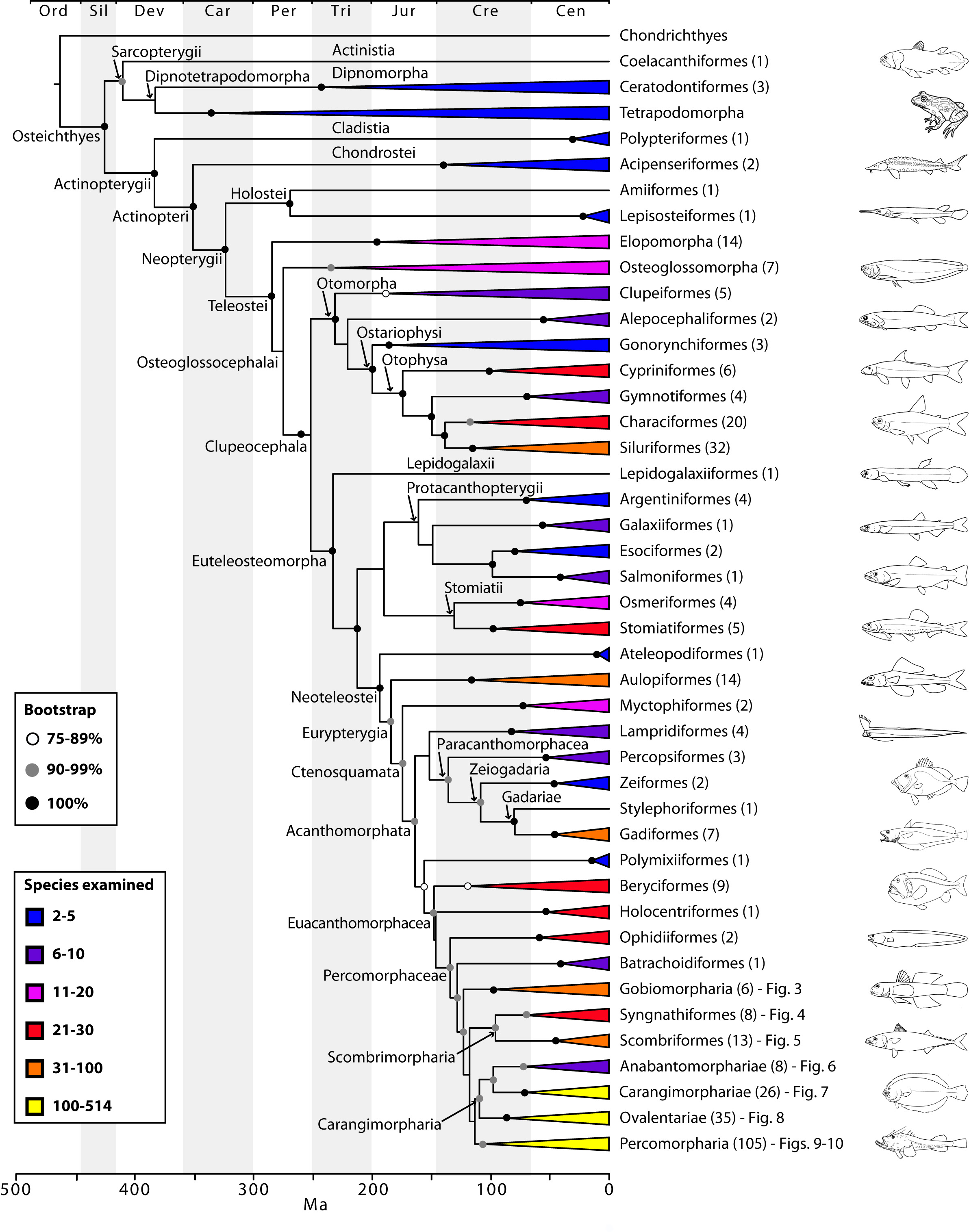 The Tree of Life and a New Classification of Bony Fishes – PLOS