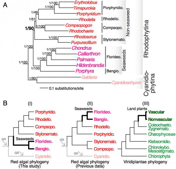 (A) A phylogenetic tree inferred from a concatenated alignment of 298-proteins. The outgroup species are not shown. Statistical supports (separated by a back slash) for each branch are derived from the super-protein analysis (posterior probability) and from the coalescence model-based analysis (bootstrap support). (B) Schematic representation of the positions of red seaweeds and land plants (thick branches) in red algae and Viridiplantae, respectively. The phylogenies are derived from this study (panel I), Scott et al (Ref. 6, panel II) and Leliaert et al. (Ref. 35, panel III). The arrows indicate genome reduction (GR). Bangiophyceae (Bangio.), Compsopogonophyceae (Compsopogo.), Cyanidiophyceae (Cyanidio.), Florideophyceae (Florideo.), Porphyridiophyceae (Porphyridio.), Stylonematophyceae (Stylonemato.), Coleochaetophyceae (Coleochaeto.), Chlorokybophyceae (Chlorokybo.), Klebsormidiophyceae (Klebsormidio.), Mesostigmatophyceae (Mesostigmato.), Zygnematophyceae (Zygnemato.).