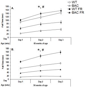 Performance of female BAC HD and WT mice in the rotarod task following either food restriction (FR) or free feeding at 66 (Panel A) and 96 (Panel B) weeks of age.