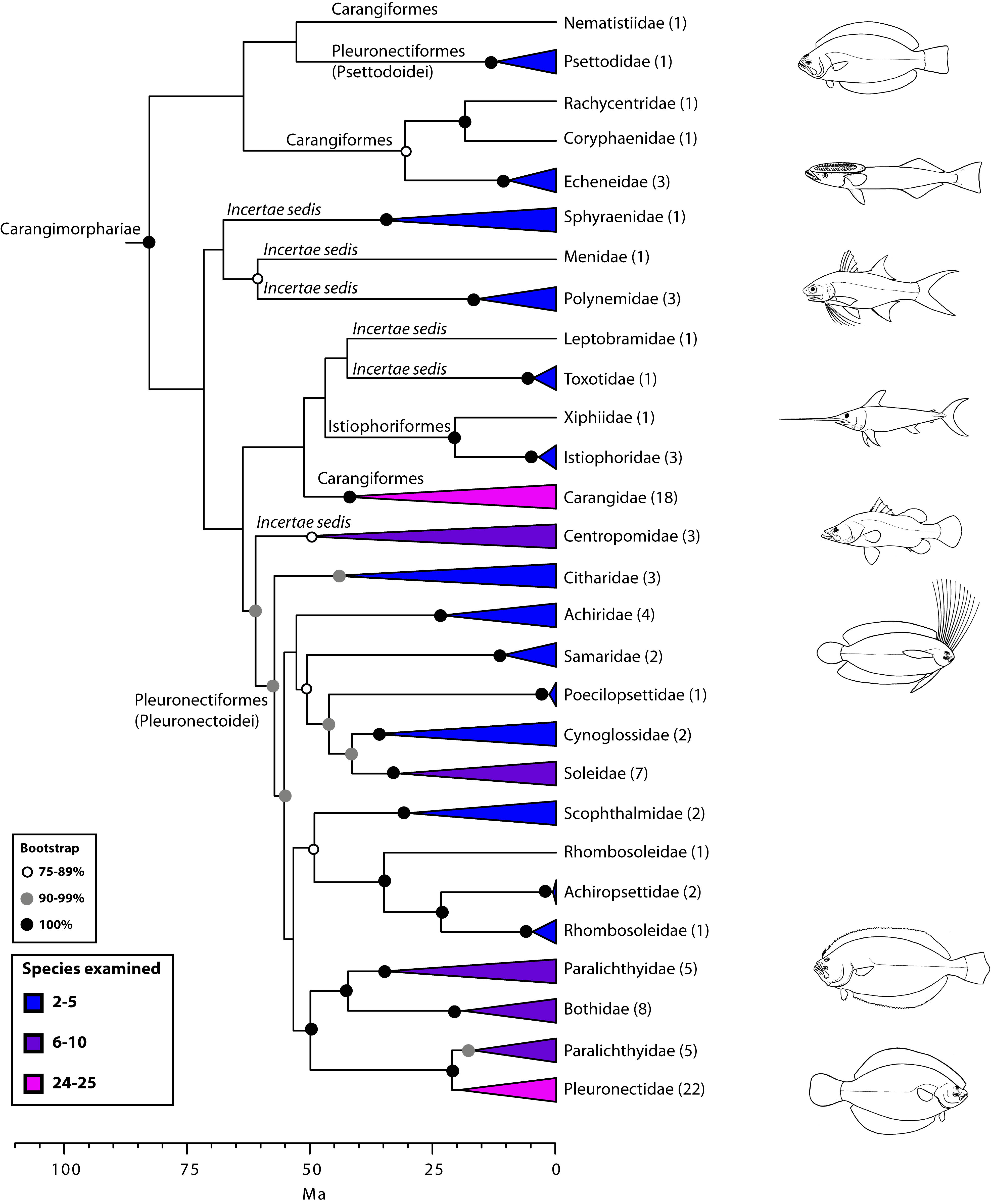 Fish Classification Chart